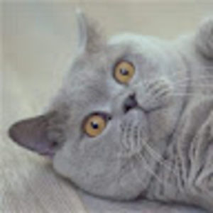 Meet your Posher, Jay